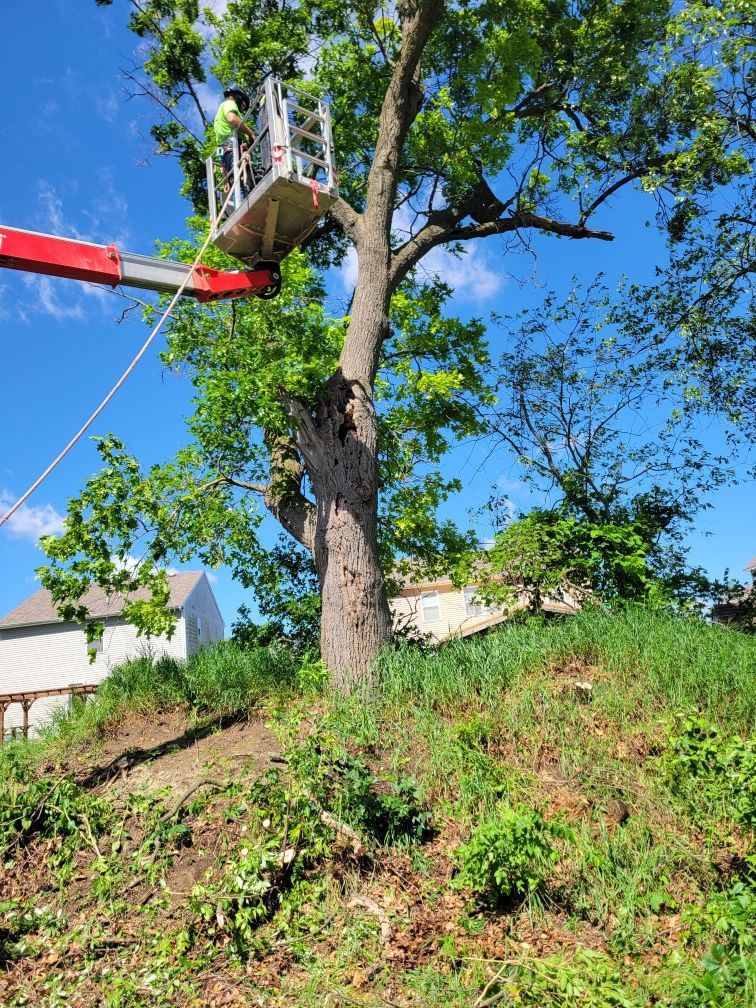 A man is cutting a tree with a crane.
