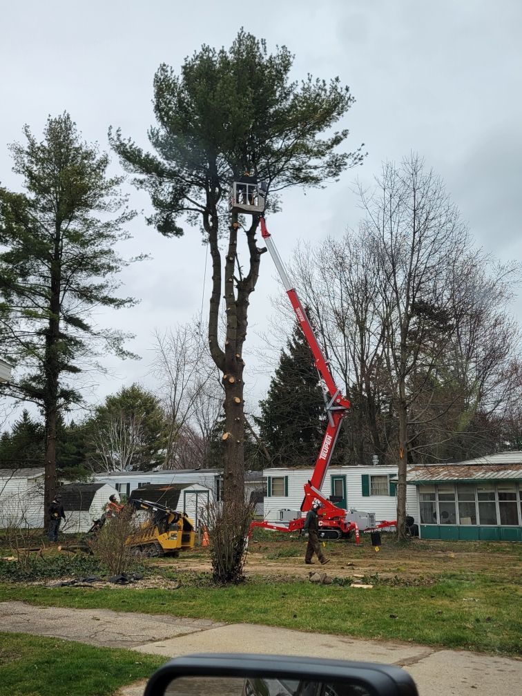 A man is cutting a tree with a crane.