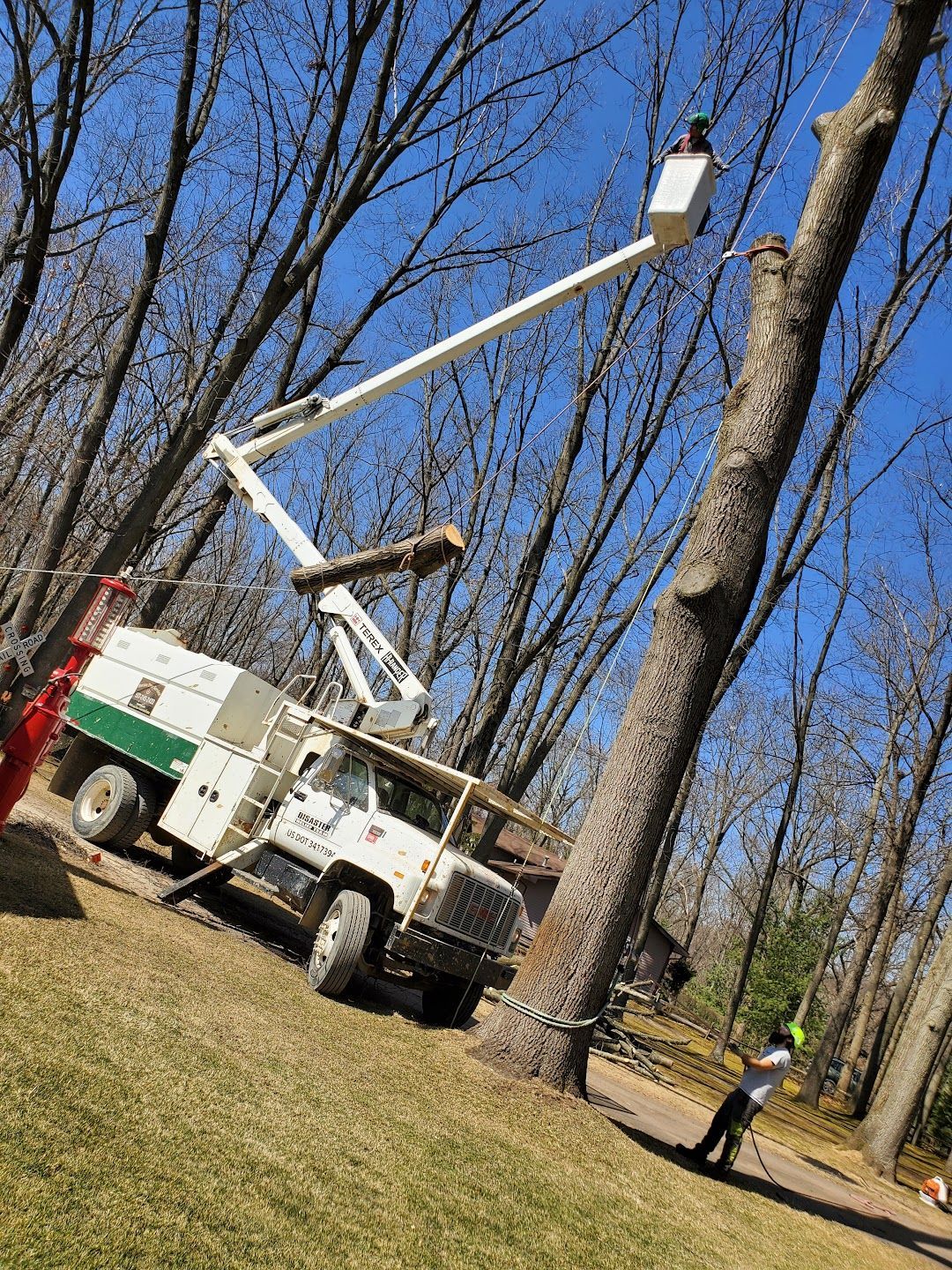 A man is cutting down a tree with a crane.