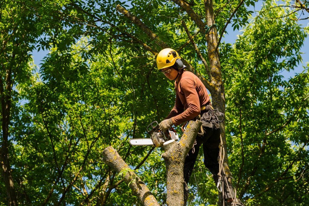 Arborist wearing safety gear, using a chainsaw to trim a tree branch against a sunny, leafy backdrop.