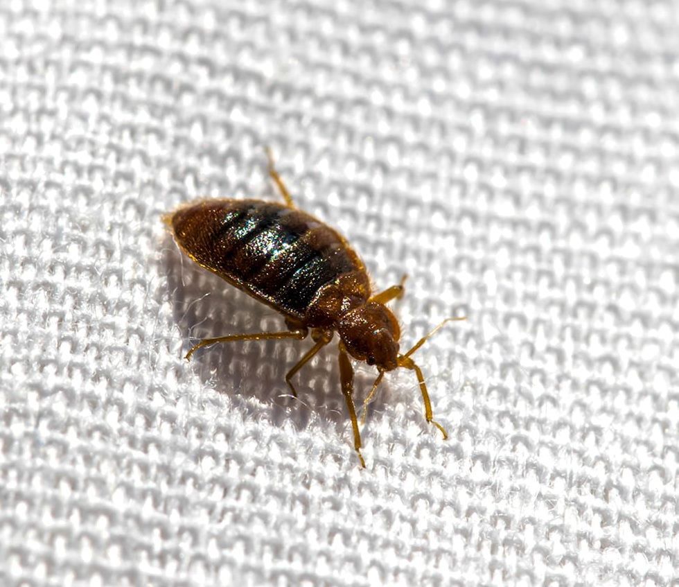 bed bug 