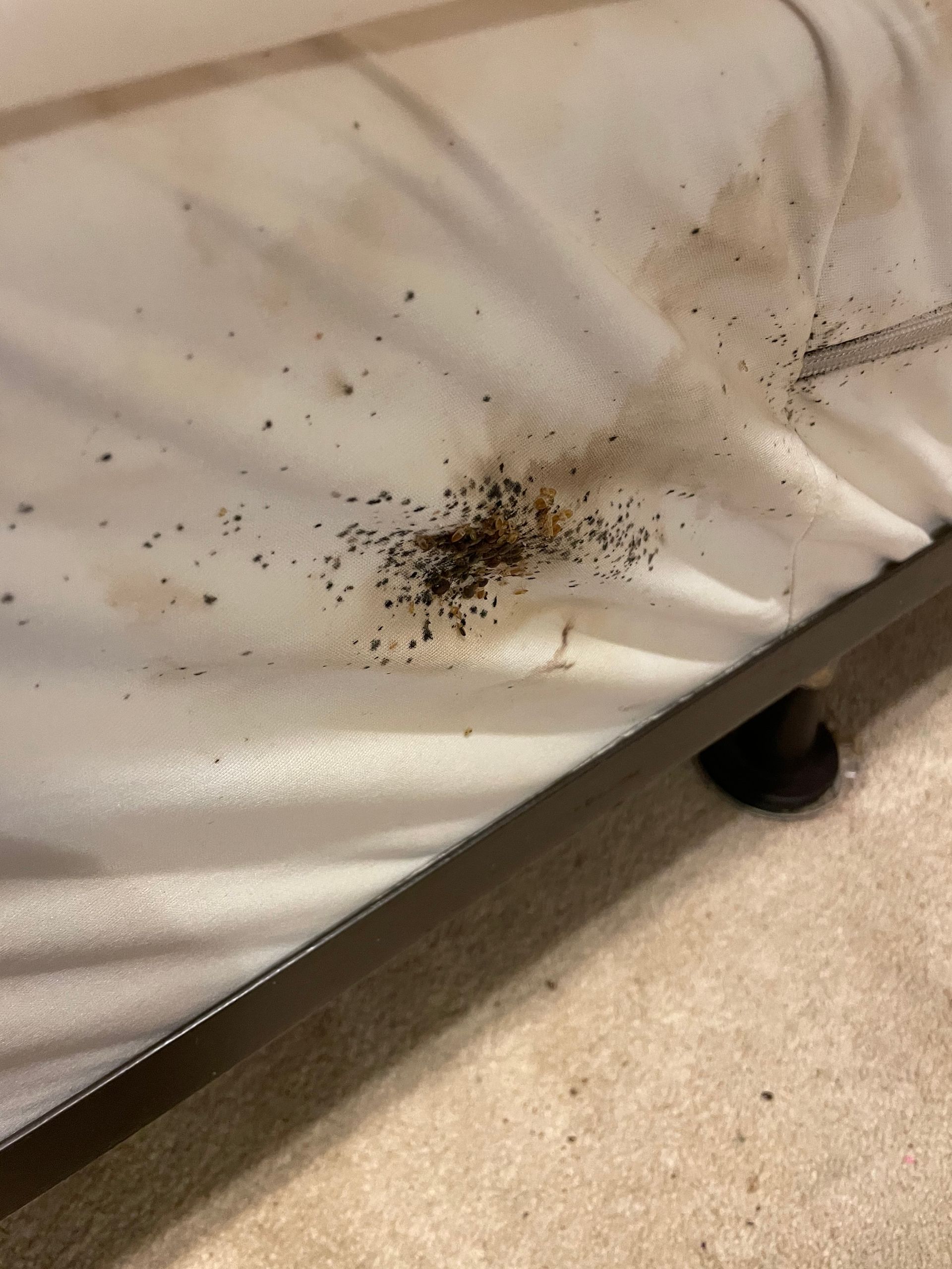 bed bug feces 