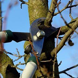 Pruning - Tree care in Lima, OH