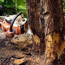 Tree cutting - Tree care in Lima, OH