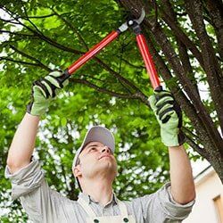 Tree Pruning - Tree care in Lima, OH