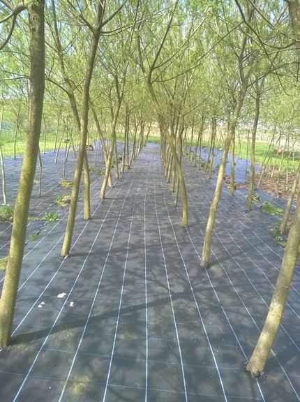 Biomass Super Willow