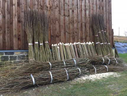Willow Spiling