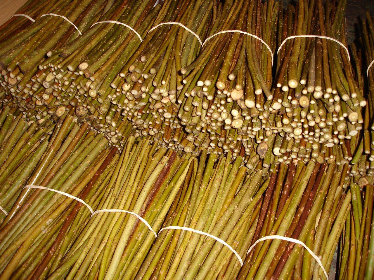 Willow Cuttings