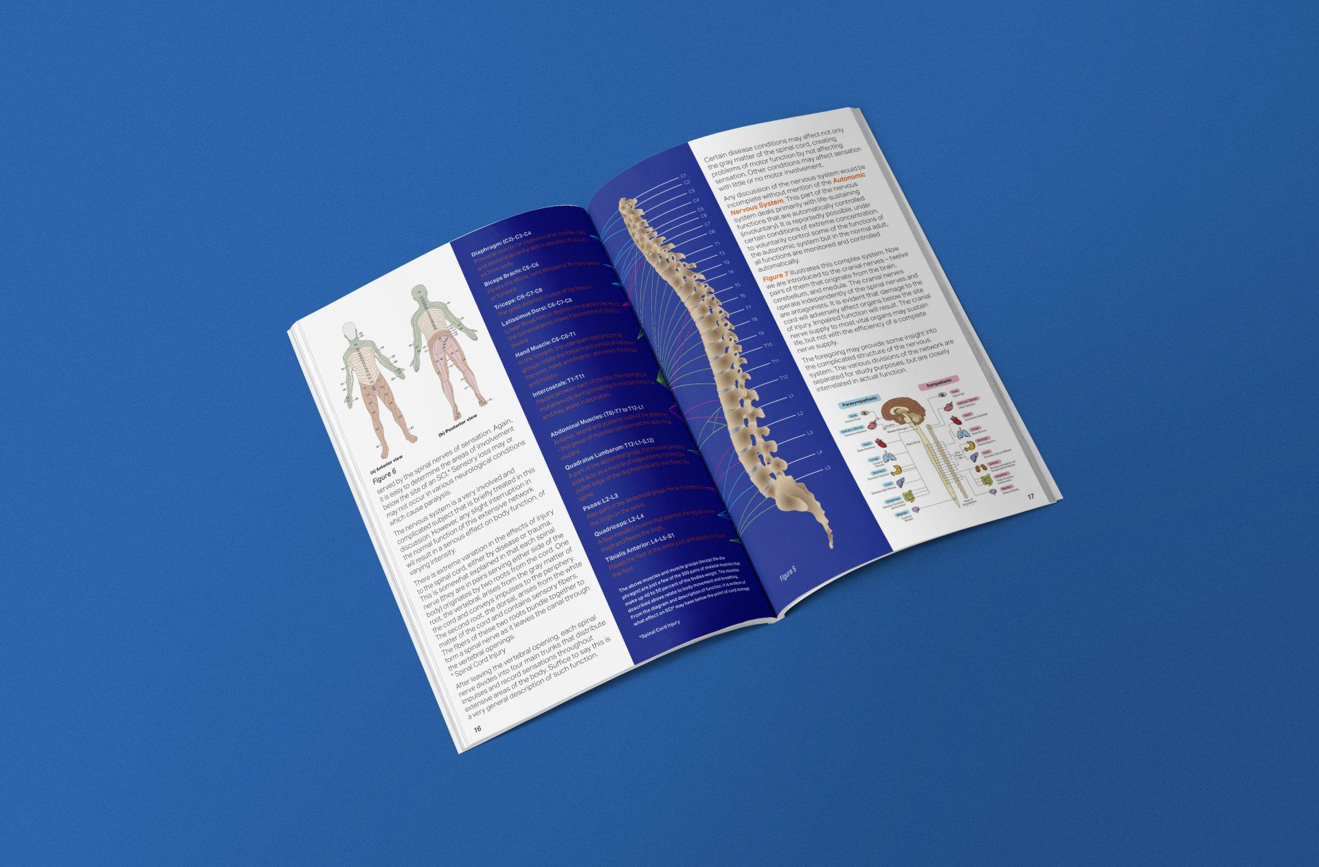 a book is open to a page with a picture of a spine .