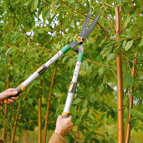 A person is cutting a tree with a pair of scissors.