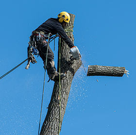 A man is cutting down a tree with a chainsaw