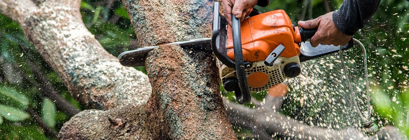 Person using an orange chainsaw to cut a tree branch, sawdust flying.