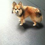 cute brown and black dog