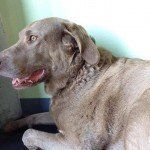 Puppy Day Care San Leandro, CA 14