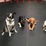 dogs sitting nicely for dog sitter