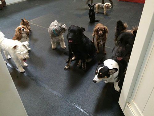 dogs enjoying their time with dog sitter