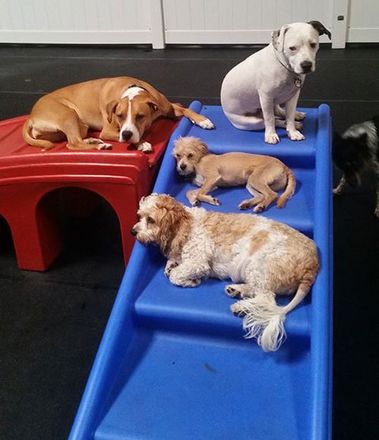 4 dogs hanging out on a blue slide