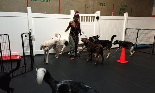 Dog Hotel San Leandro, CA