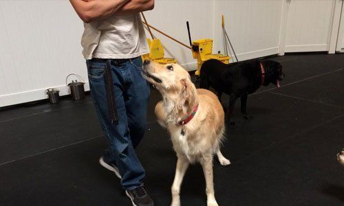 Dog Day Care San Leandro, CA