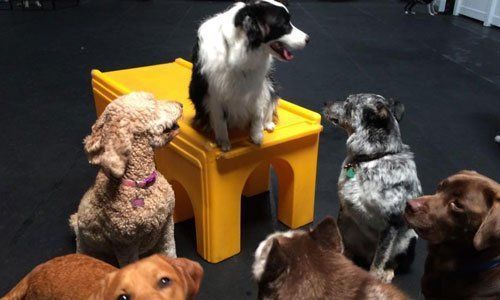 Puppy Boarding San Leandro, TX