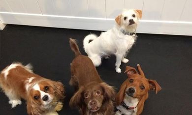 4 cute dogs at dog daycare