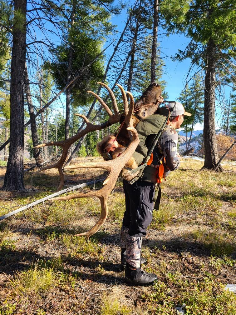 Mountain Elk Hunting ,Montana Guide for Elk Hunts