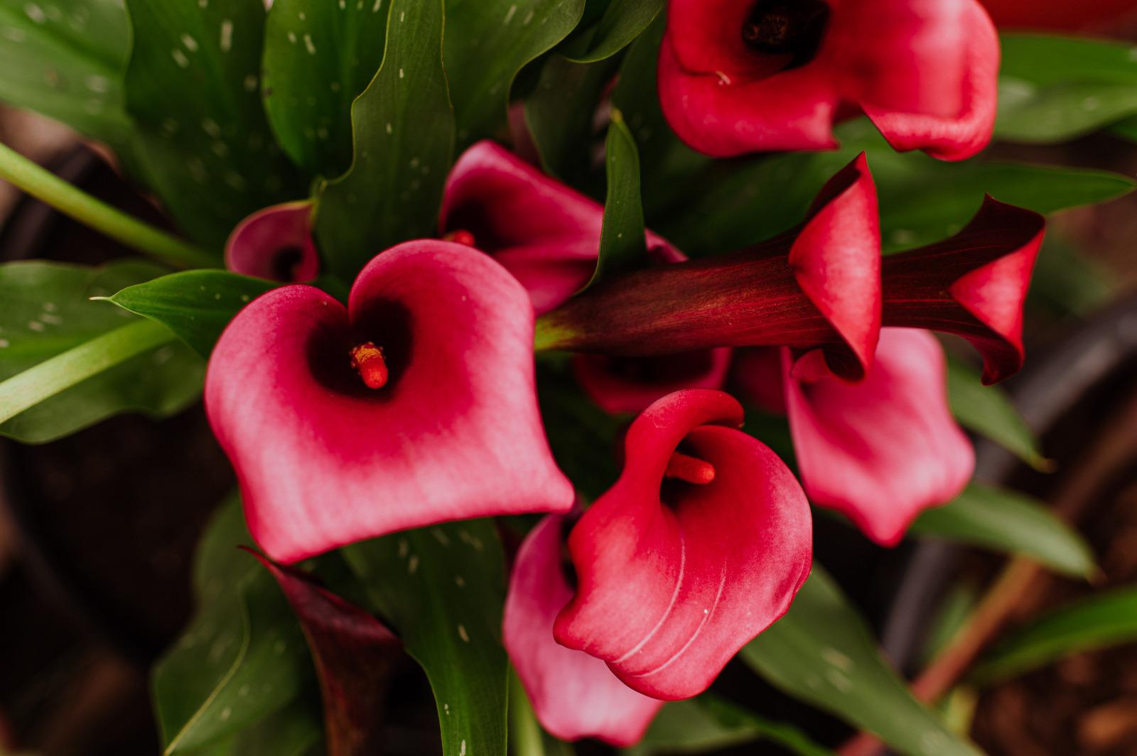 Rose pink lily flowers