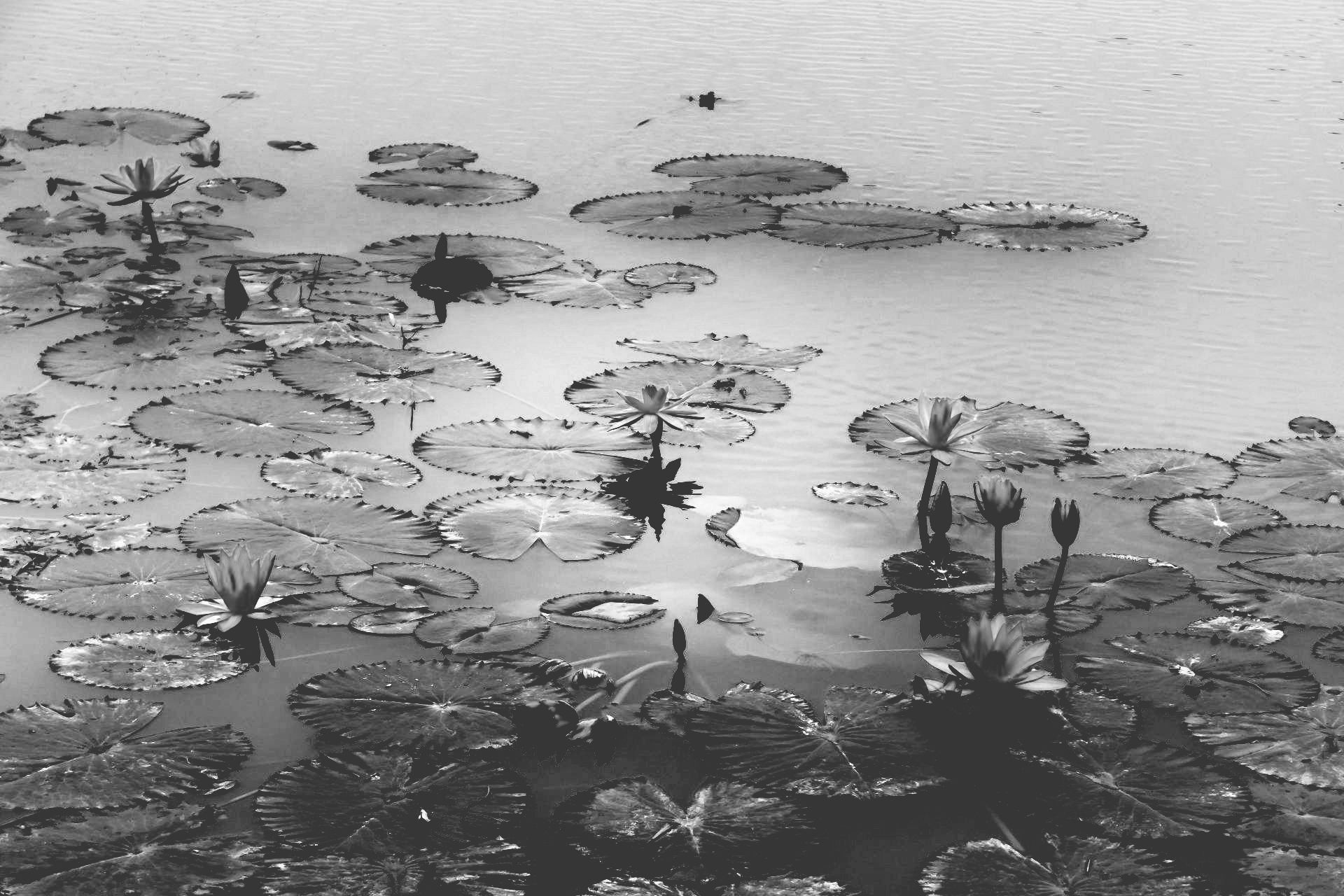 muddharma health and wellness lily pads