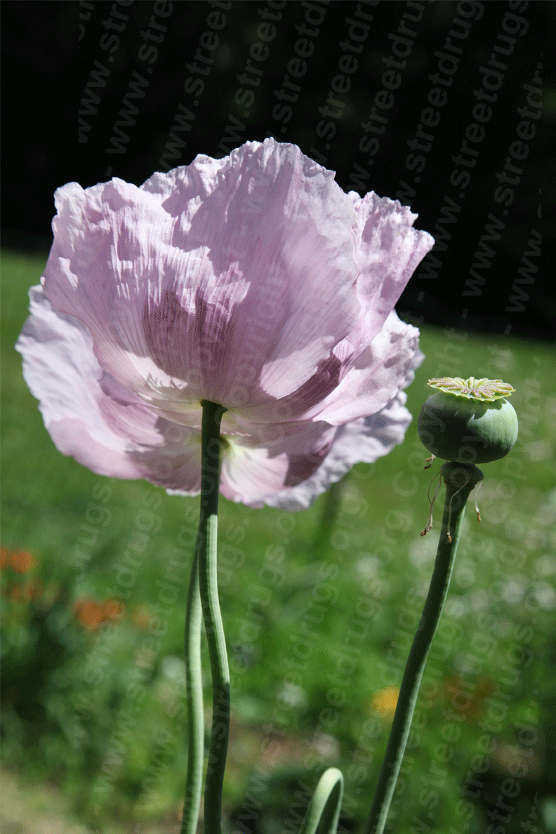 poppy