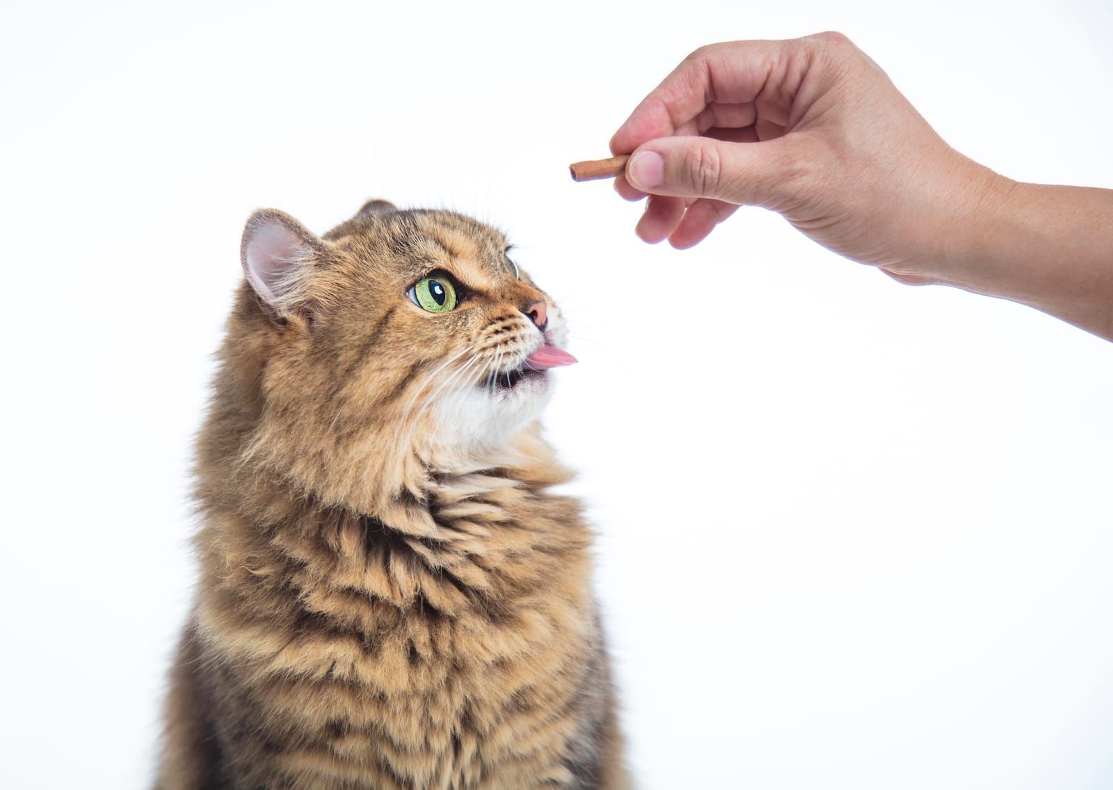 cat standing and eating food from hand