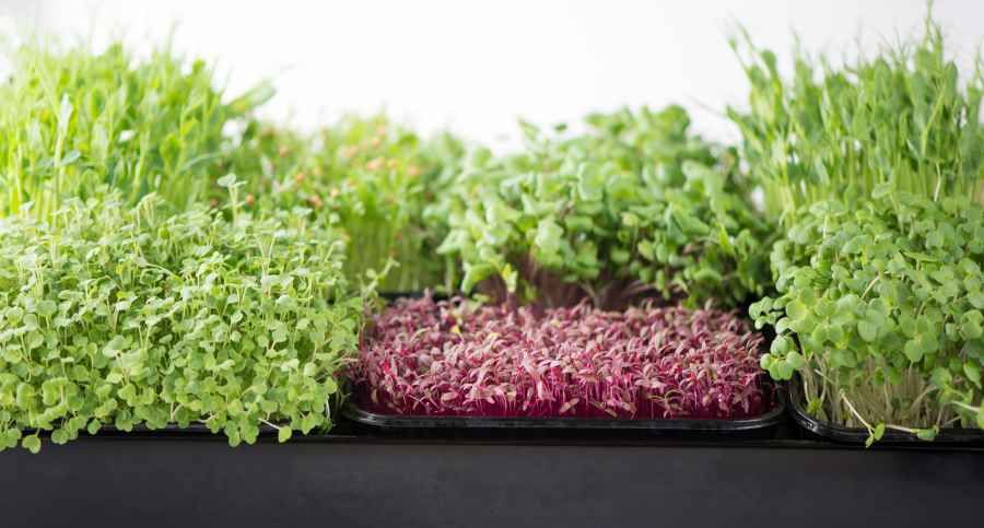 Microgreens Testing in Supplements