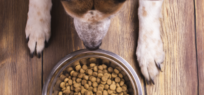 pet-food-rl-labs