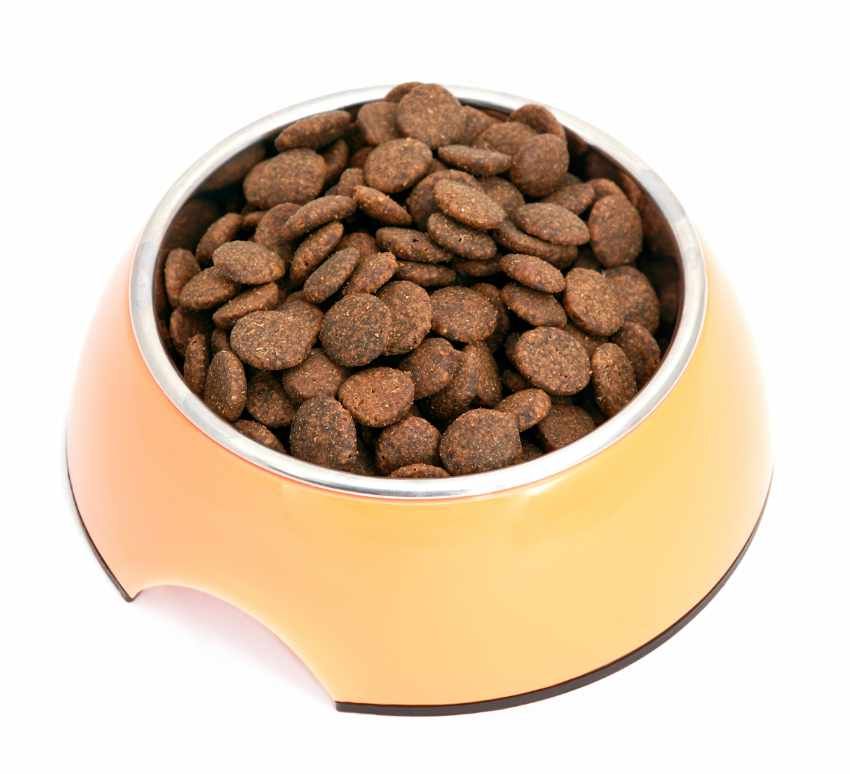 Salmonella in Dog Foods