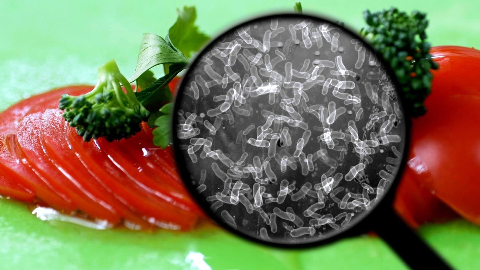 Magnifying glass with bacteria and tomatoes