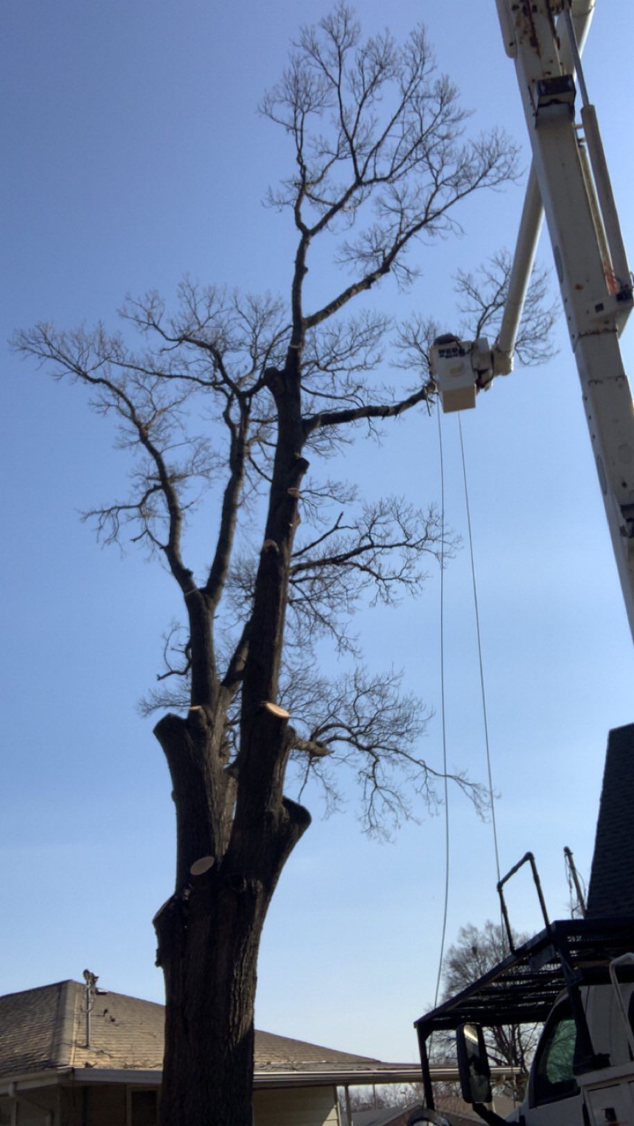 A large tree is being cut down by a crane.