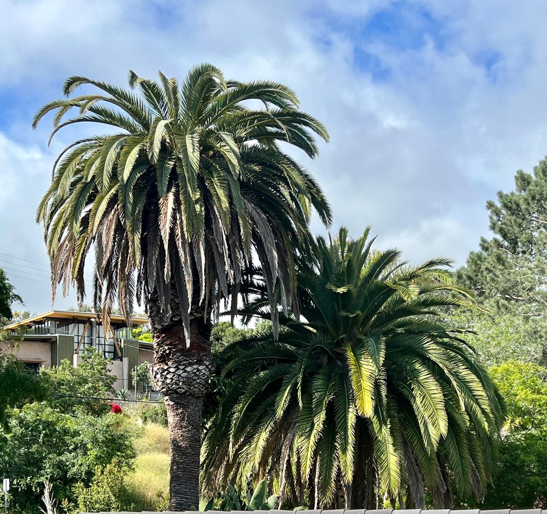 Two large palm trees against a cloudy sky, with a house and greenery in the background.