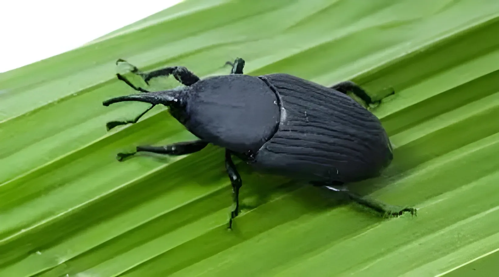 Black beetle on a green leaf, with antennae and legs visible.