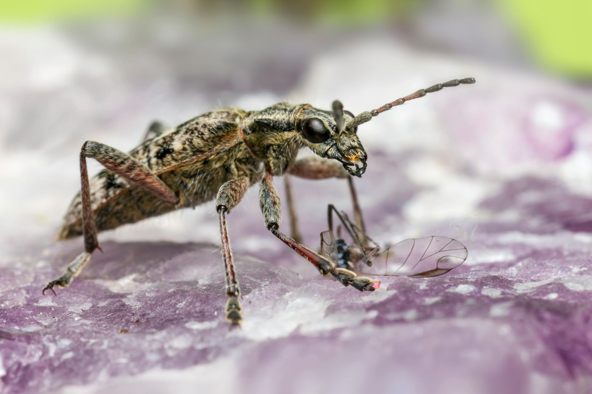 Beetle with long antennae on purple rock, next to a small insect with wings.