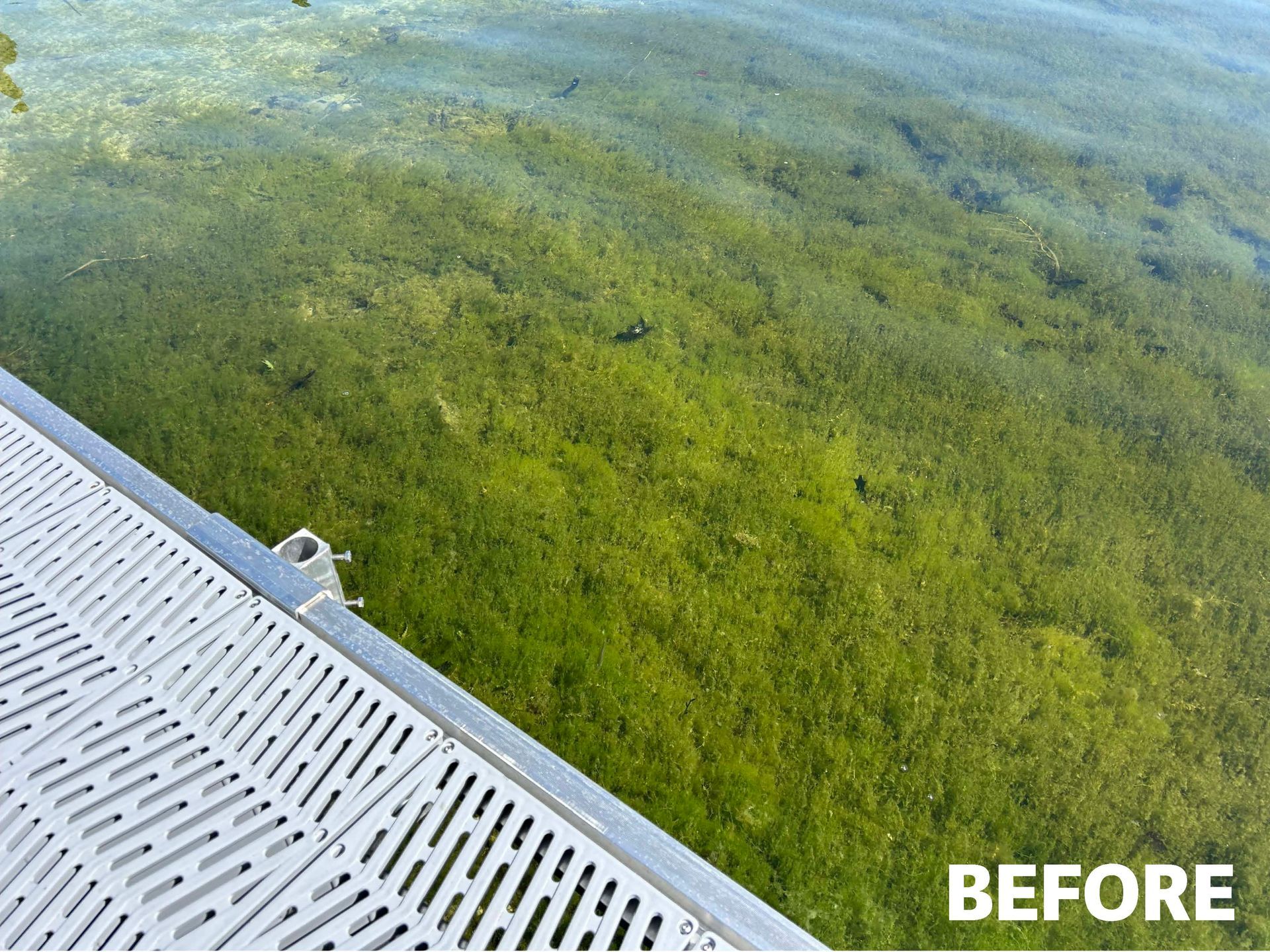 Clear shallow shoreline water with dense green aquatic weeds growing beneath the surface.