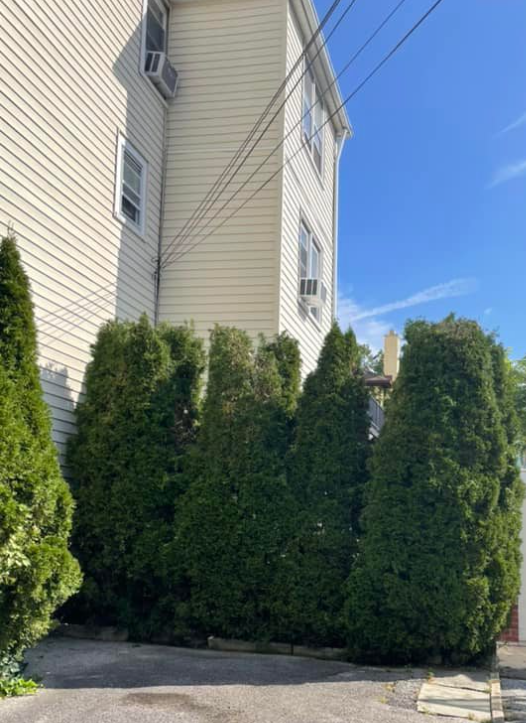 A tall, beige, multi-story building with white trim and window air conditioners stands behind a row of green arborvitae.