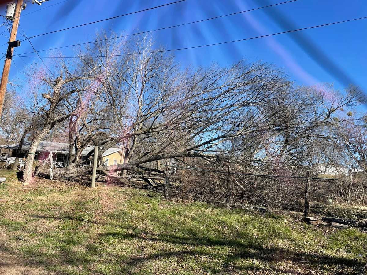 A fallen tree in a field with a house in the background.