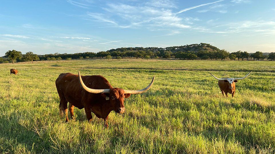 Longhorn cattle at Boot Ranch