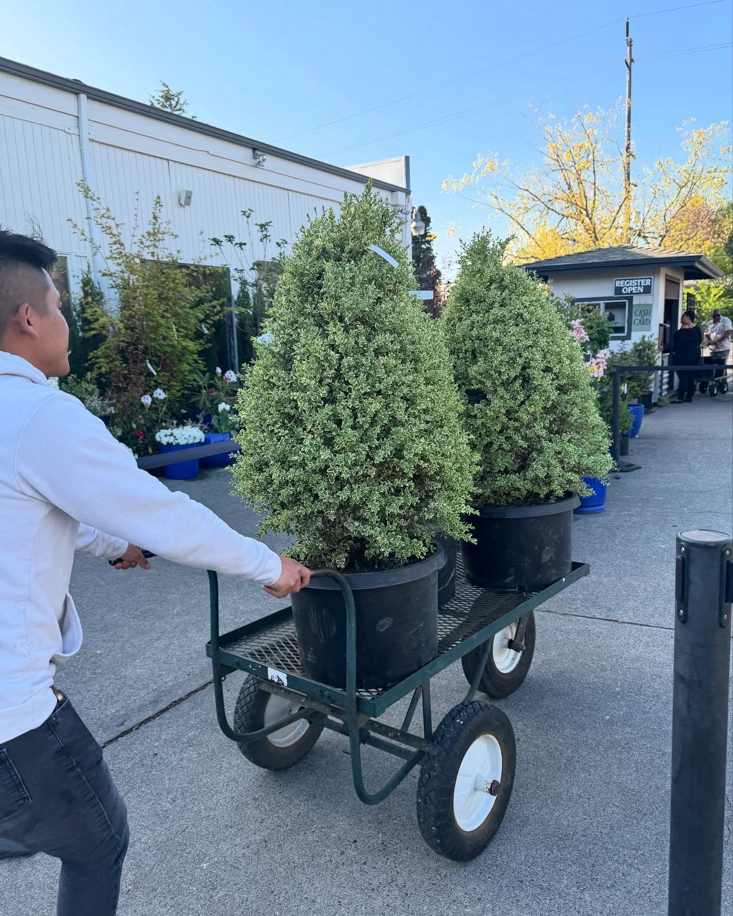 Person pushing a cart with two large potted, cone-shaped plants at a garden center.