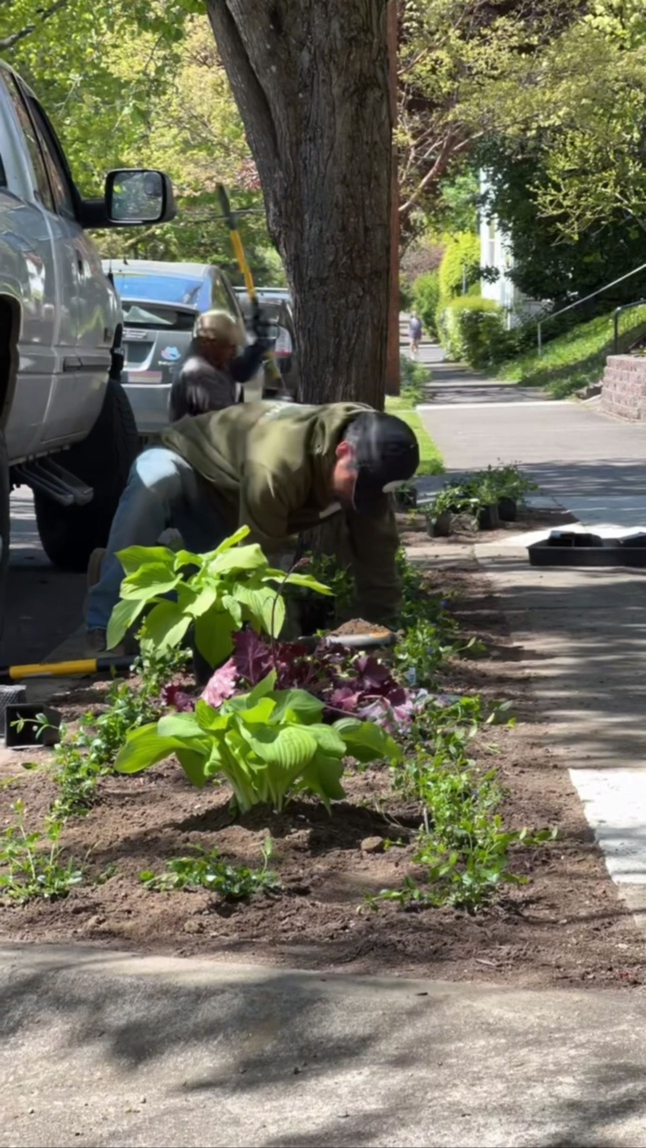 Two people gardening in a flowerbed next to a tree, beside a parked truck, and a sidewalk.