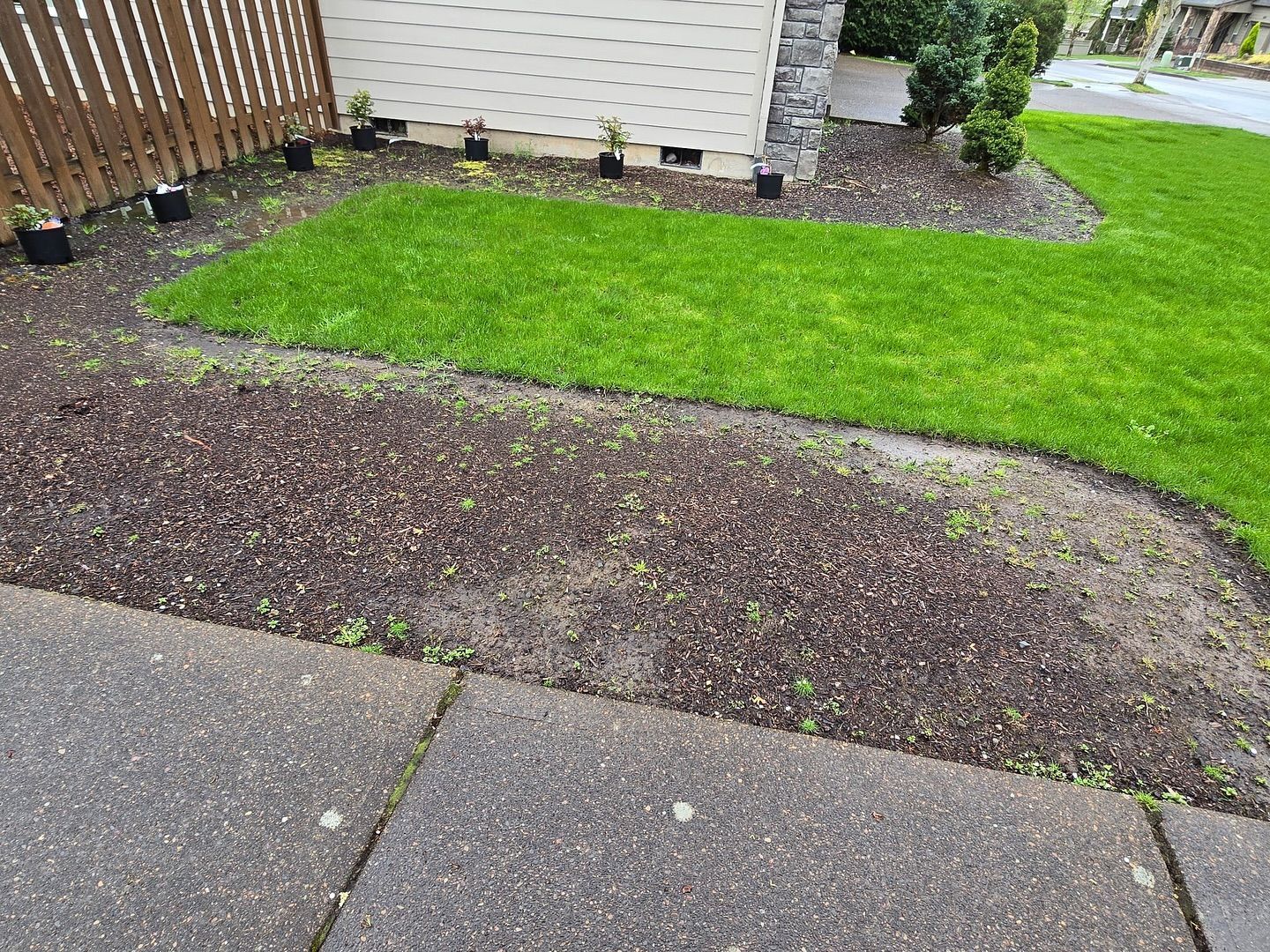 A freshly seeded garden bed with a border of grass, next to a sidewalk and a fence.