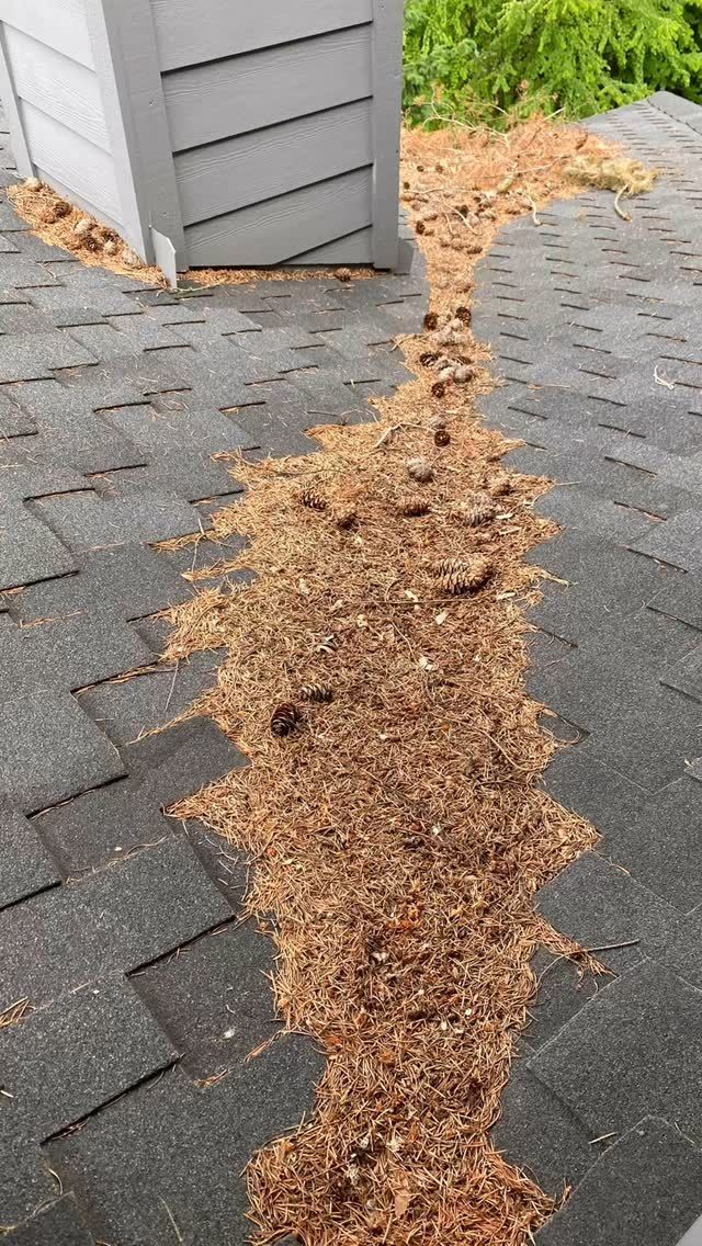 Roof covered in wood debris, likely from a tree, at the intersection of two roof sections.