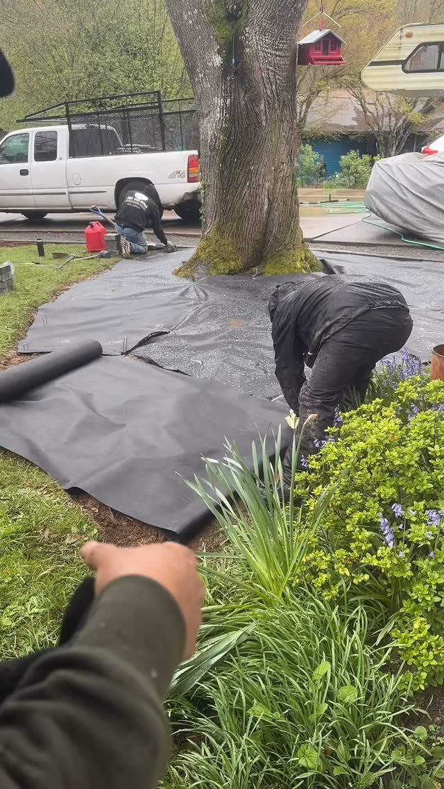 People laying black landscaping fabric around a tree, in a yard with a truck, on a cloudy day.