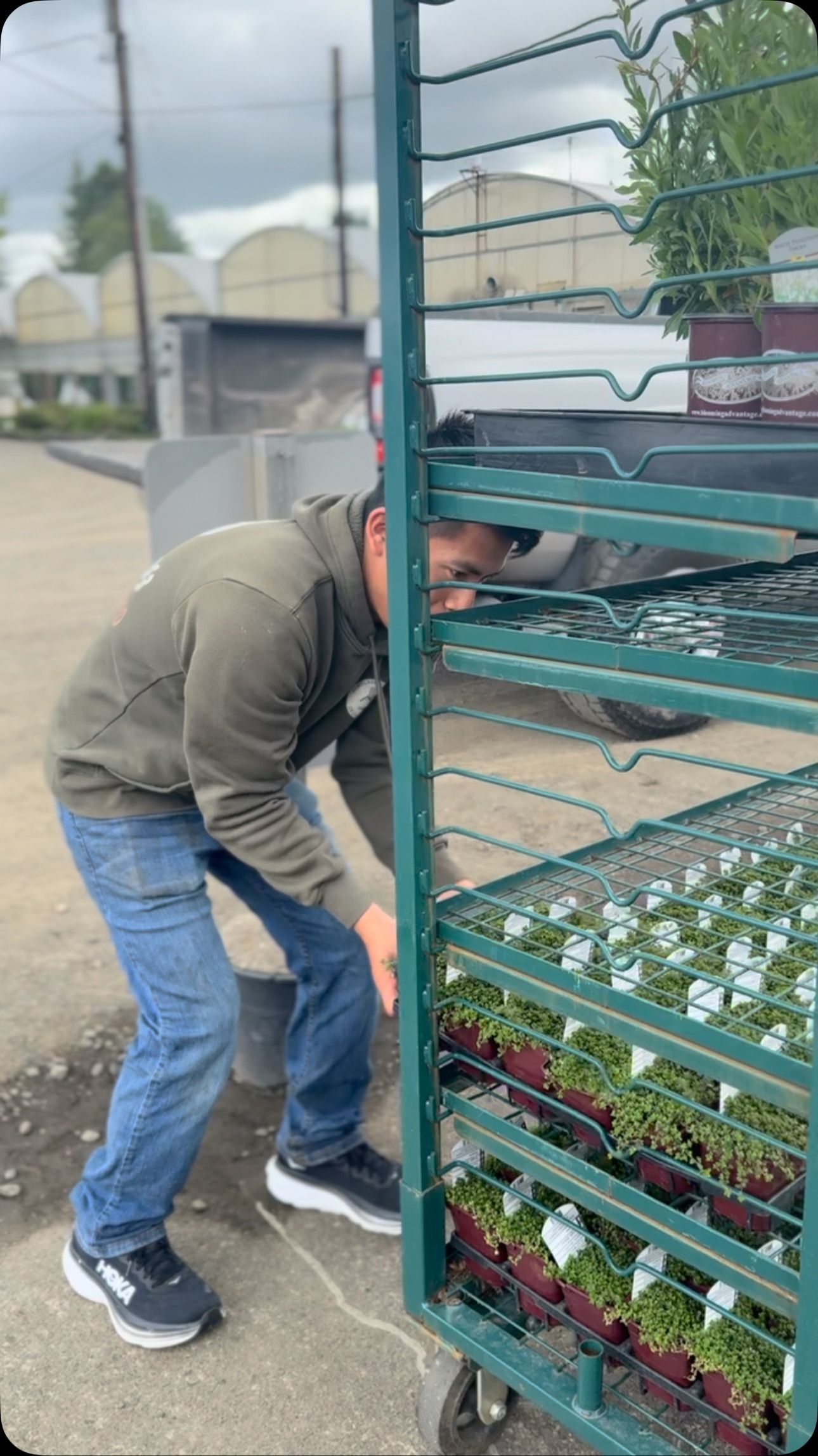 Man moving a plant cart outdoors. He is bent over, wearing jeans and a jacket, and smiling. Greenhouses visible.