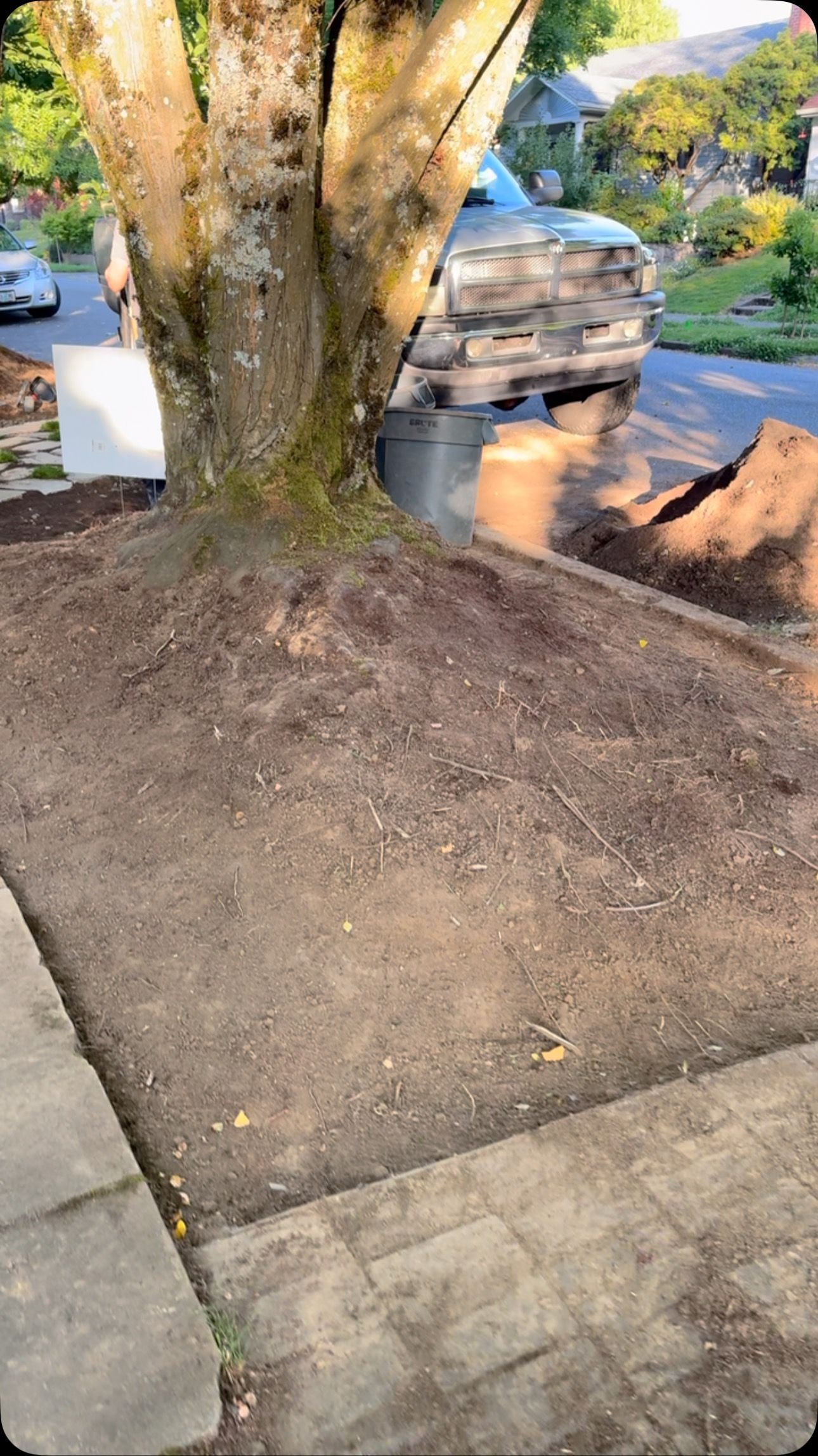 A tree with fresh mulch around its base, adjacent to a brick sidewalk. A truck is in the background.