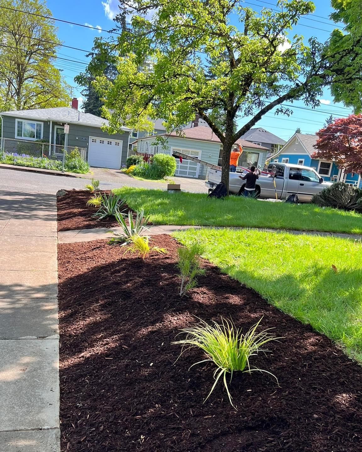 Lawn with fresh mulch bed, green grass, small plants. Houses and trees in background. Sunny day.